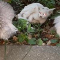 散歩中に『ボロボロの白猫』を発見…635万再生を突破した話のその後に「なんて素敵な奇跡」「本当にありがとう」感動の声続々