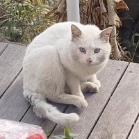 突然目の前に現れた『ボロボロの白猫』を保護して１年…現在の様子が感動的すぎると272万再生「すっかり変身」「涙が出てきた」の声