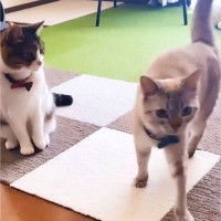 『先輩猫に嫌われた新入り猫』が毎日"挨拶"を続けた結果…思わず"笑顔"になる結末が15万6000再生「コミュ力ぱねぇ…」「粘り勝ちｗ」