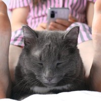 猫はなぜ『股の間』が好きなの？考えられる3つの理由　愛猫にとっては最高の寝床がわり？