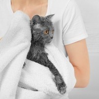 猫をシャンプーするときの『4つの厳禁行動』洗ってあげたほうがいい、適切なタイミングも解説