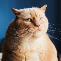 愛猫が「ヒマだニャー」と退屈しているときの仕草7選　単調な毎日に刺激を与えてあげる方法も