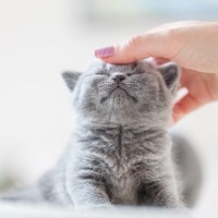 猫の『ゴロゴロ音』どんなときに出す？5つのタイミング　あの音、どうやって出しているの？