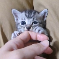 『指を噛み噛みしていた子猫』から指取り上げてみたら…まさかすぎる表情の変化が377万表示「この世の絶望みたいなｗ」「たまらんｗ」