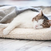 猫にとっての『快適な寝床』4つのポイント　ベッドの種類や置き場所など、快眠環境の作り方