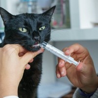 猫に『お薬を上手に飲ませる』秘策3選　ペッと吐き出す、泡ブクブク…激しい抵抗をかいくぐる方法とは？