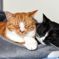 猫が『寝る場所をひんぱんに変える』ときの理由3つ　居心地が悪い証拠？