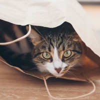 猫はなぜ『袋に入りたがる』？6つの理由と、気をつけなければいけない事故