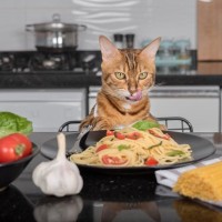 猫は『小麦粉を使った食品』を食べても大丈夫？4つの種類別に解説