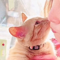 『保護した子猫が白血病』診断されて数年後…諦めない心が起こした『逆転劇』に涙が止まらないと7.6万再生「愛の力」「希望をありがとう」