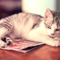 猫が『新聞やチラシに乗りたがる』ワケ4選　ジャマをしようとしている？感触が好き？