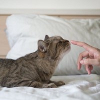 猫が飼い主さんの『ニオイをかぎたくなる』タイミング3つ　どんな“メッセージ”をかぎ取ってるの？