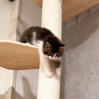 子猫が『キャットタワーの頂上』から地上を目指した結果…降り方が『やんちゃすぎる』と2.2万回再生「ある意味凄技ｗ」「猫初心者かｗ」