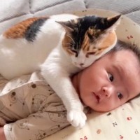 『この子は絶対に離さないニャ』猫が赤ちゃんを大好きになったら…尊すぎる光景が71万1000再生「可愛すぎて」「温もりが伝わる」