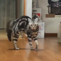 ご飯が遅くて『不機嫌な猫』の元へ帰宅したら…"やんのかステップ"で出迎える姿が面白すぎると110万再生「激おこｗ」「容赦ないｗ」