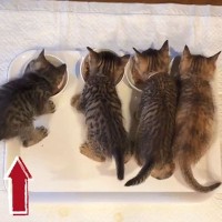 子猫の食事風景を撮ったら『1匹だけ様子が変』…"個性的すぎる食べ方"に大爆笑！7.7万再生の投稿に「わちゃわちゃｗ」「隣に迷惑ｗ」の声