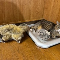 暑さから守りたい…涼しいところにぬいぐるみを運ぶ猫さんが話題「愛情が深すぎる」「運ばれたい」と絶賛♪