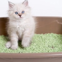 愛猫にとっての『ベストな猫砂』って何？猫をハッピーにするための猫砂選びのポイント4選