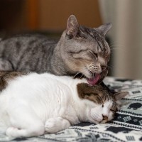 猫は『最初から2匹』で迎えたほうがいい？いずれ多頭飼育したいなら…知っておきたいメリット・デメリット