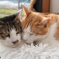 猫の多頭飼育でありがちな『5つの悩みごと』解決に向けてできることは？