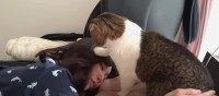 枕を奪ってママさんを起こす猫くん！