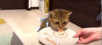 つまみ食いでケーキが小さくなっちゃった！猫ちゃんの誕生日♪