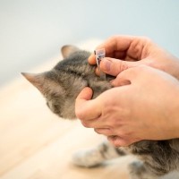 あなたの猫は大丈夫？定期的な投薬をしない飼い主が多数　理由は「猫がいやがるから」ニュージーランド