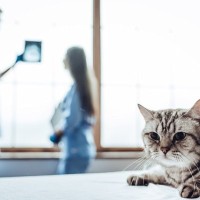 レントゲン検査の結果、猫の鼻の奥に縫い針が…！家庭内の誤飲事故は命の危険あり　米国