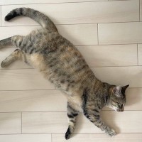 『猫が床に落ちている』現象って何？よく見られる時期や場所をご紹介　うっかり踏まないよう要注意！
