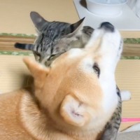 『かまってよぉおお』猫が柴犬にかまちょしすぎた結果…微笑ましい結末が80万再生の大反響「心の底から可愛い」「癒やされた」の声