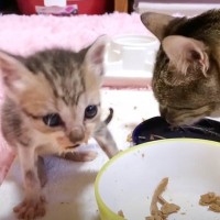 猫の赤ちゃんが『初めてのウェットフード』でみせた反応…予想外の動きが可愛すぎると59万再生突破「たまらん」「命の尊さ感じる」の声