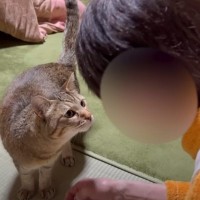 元野良猫とばあばが『１年４か月ぶりに再会』した結果…心温まる光景に癒されると4万8000再生「感動した」「覚えてるんだね」の声