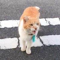 『こたつあるから』野良猫との出会いから３年…家族と共に成長していく様子が293万再生の大反響「出会いに感動」「号泣した」感動の声