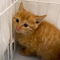 『一匹で鳴いていた子猫』保護した結果…まさかの"死んだふり"が可愛すぎると52万再生の大反響「初めて見たｗ」「よかったね」の声