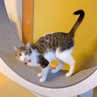 『キャットホイールを猛特訓した猫』ママが褒めまくってみた結果…可愛すぎる反応が1123万再生「ドヤァかわええ」「俺も褒められたい」