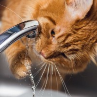 猫が『手で水を飲む』4つのワケ　水飲み場がびしゃびしゃ…やめてもらうには？