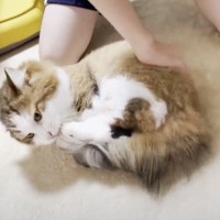 娘とパパが『猫にいたずら』をしかけた結果…全然違う反応が面白すぎると115万再生「職人みたいにｗ」「想像以上で笑った」爆笑の声