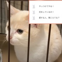 猫のあらゆる場面を翻訳してみた結果…『情緒不安定すぎる内容』に"爆笑の嵐"27万4000再生「突然のベイビーｗｗ」「激おこ中にｗ」