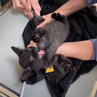 子猫2匹を動物病院に連れて行った結果…『人間の赤ちゃんみたいな反応』が可愛すぎると81万再生「ほんわかした気分」「笑ってしまった」