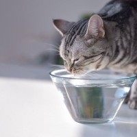 猫が『水分不足』を起こしている3つの危険なサイン　対処法・予防法もご紹介