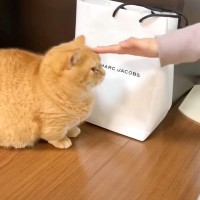 パパじゃなくて姉が帰ってきたときの猫の反応…『まさかの技』がおもしろすぎると爆笑する人続出「可愛すぎるｗ」「余計怒らせたくなるｗ」