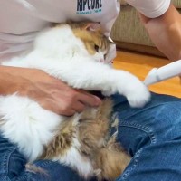 猫の機嫌が良かったので『伸びてきた毛』をカットしたら…まさかの『全力抵抗』に爆笑！1万再生の投稿に「可愛い過ぎｗ」「ウケるｗ」の声