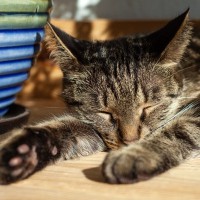 猫にしてはいけない『夏場の絶対NG行為』4つ　猛暑を安全に過ごすために守るべきこと