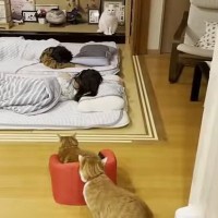 寝顔を見守る！離れない猫ちゃんたち♪