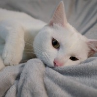 猫が『吸いたがるもの』4選　人の体や毛布…避けたほうがいい危険なものも