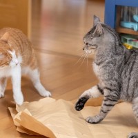 多頭飼育で猫が『仲間の猫を忘れる』4つの可能性　再び慣らすための対処法も