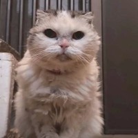 『17年間も外生活を強いられた猫』が保護された結果…その後の光景に涙があふれでると42万9000再生「胸がつまる思い」「幸せに」