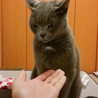 凶暴な猫に『お手』覚えさせようとしたら…全然違う行動が面白すぎると46万2000再生「困惑してて草」「ごめんなさいｗｗ」