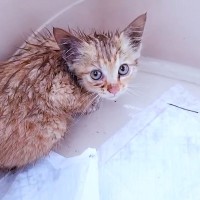 薄汚れた『ガリガリの子猫』を保護した結果…まるで別猫かのような変化が感動的すぎると66万再生「本当に良かった」「大事な命を…」の声