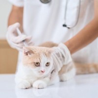 猫の感染症『猫白血病ウイルス感染症（FeLV）』とは？症状や予防法などを解説